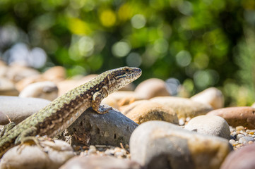 Detail of single isolated common wall lizard (Podarcis muralis)