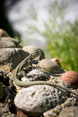 Detail of single isolated common wall lizard (Podarcis muralis)
