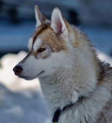 Chien de traîneau à Châtillon-en-Michaille, France