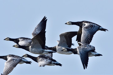 Weißwangengans oder Nonnengans (Branta leucopsis)