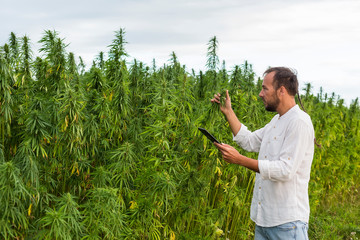 Man observing CBD hemp plants and taking notes in tablet.