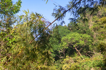 Bamboo in Khao Sok National Park, Thailand