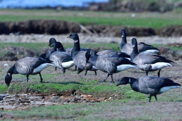 Ringelg&auml;nse in Schweden im Herbst
