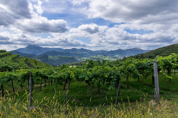 Fototapeta na wymiar Vineyard near Zumaia and Getaria, Basque Country