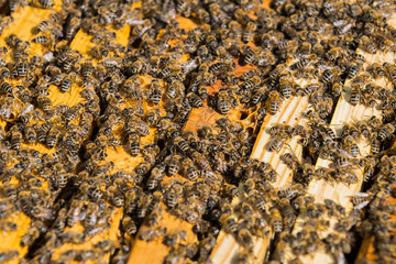 The bee hive is shot close-up in the summer on an apiary 