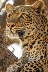Leopard face on the tree looking for preys in the horizon