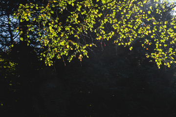 Detail of beech tree foliage in early autumn