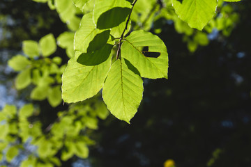 Fototapeta na wymiar Detail of beech tree green leaves