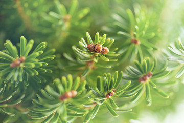 Beautiful green fir tree branches close up. Christmas and winter concept.