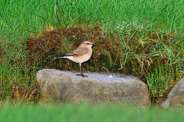 Steinschmätzer in Schweden im Herbst