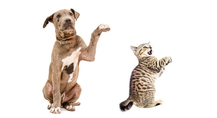 Playful Pit bull puppy  and a funny kitten Scottish Straight isolated on white background