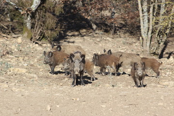Wild boar