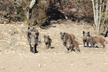 Wild boar