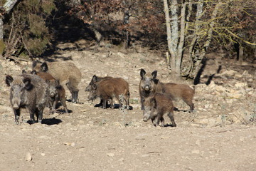 Fototapeta premium Wild boar