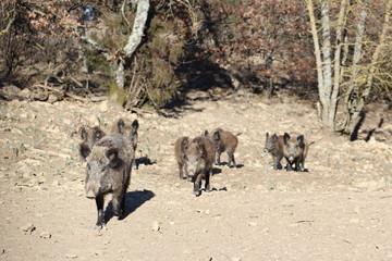 Wild boar