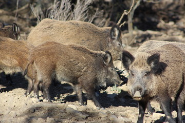 Wild boar