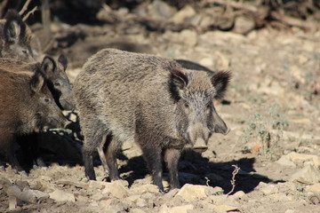 Wild boar