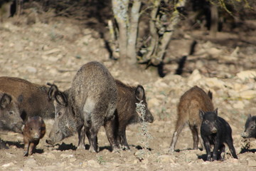 Wild boar