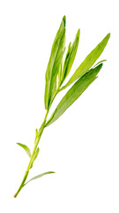 Tarragon isolated on white