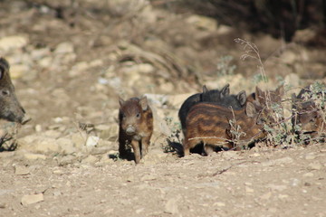 Wild boar