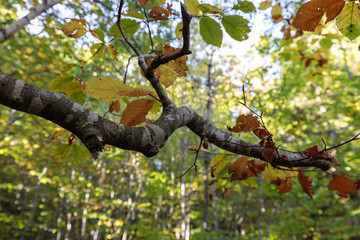branch with autumn leaves