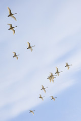 cigni in volo nel cielo d'Islanda