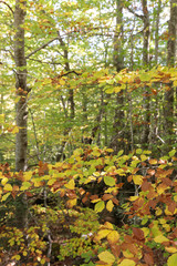 autumnal forestwith colorful leaves