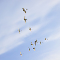 cigni in volo nel cielo d'Islanda