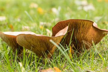 Pilze im Wald suchen