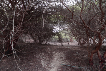 thorn trees in forest