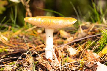 Pilze im Wald suchen