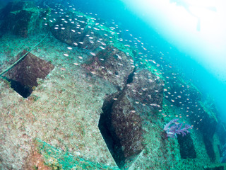 Fototapeta premium 世界遺産_沖ノ島_スキューバダイビング