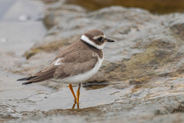 little ringed plover, (Charadrius dubius curonicus),  standing on rocks with ocean salt water