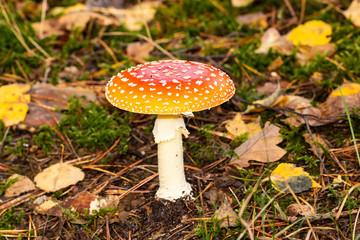 Pilze im Wald suchen