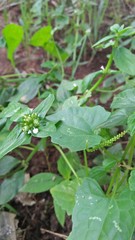 young plants in the garden