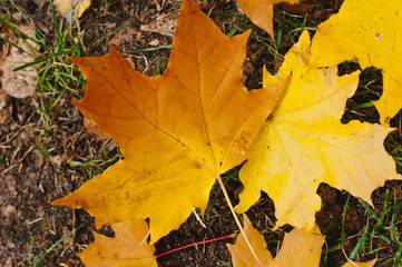 Maple leaves in park, close-up. Colorful autumn leaves. Orange Autumn Leaves Background