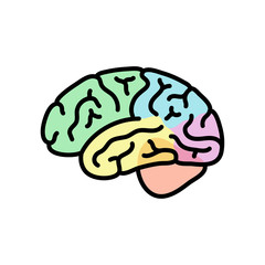 Vector illustration of human brain anatomy 