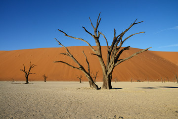 Dead Vlei, Sossusvlei, Namibia