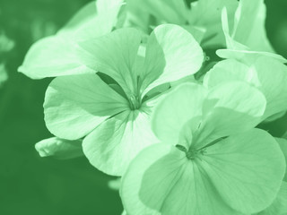 Macro shot of geranium pink flower growing outdoors in home garden. Mint green color of 2020