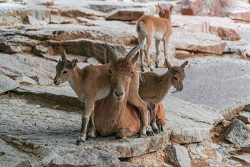  East Caucasian tur, (Capra caucasica cylindricornis), adult female sitting, with young turs, on rocky surface