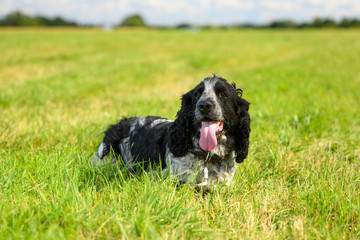 Fototapeta premium The beautiful purebred dog of breed of spaniel is lying in field.
