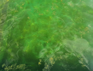 Algae in pond water 