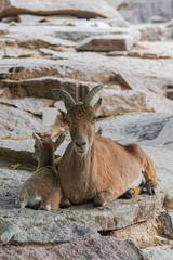 Fototapeta premium East Caucasian tur, (Capra caucasica cylindricornis), adult female sitting, with young tur, on rocky surface