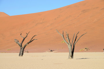 Dead Vlei, Sossusvlei, Namibia