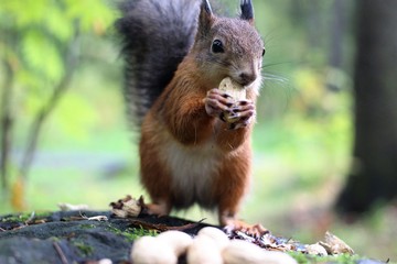 squirrels in the forest