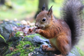 squirrels in the forest