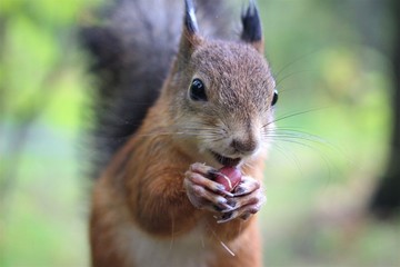 squirrels in the forest