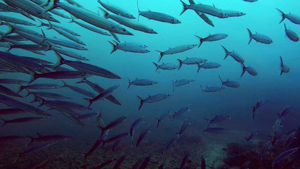 Swarm (School) of young Barracudas swimming through the ocean, Mauritius Island.