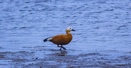 Ruddy Shelduck on the River Bann Estuary, wildlife sanctuary, County Londonderry, Northern Ireland