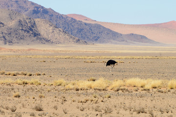 Fototapeta na wymiar Ostrich, Sossusvlei, Namib, Namibia